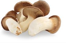 King Trumpet Mushroom