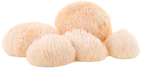 Lion's Mane Mushroom