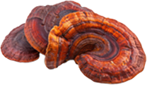 Reishi Mushroom