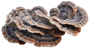 Turkey Tail Mushroom